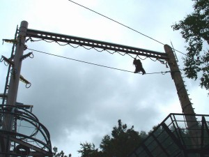 旭山動物園。オランウータンが高さ１６ｍの梁をわたっている場面。